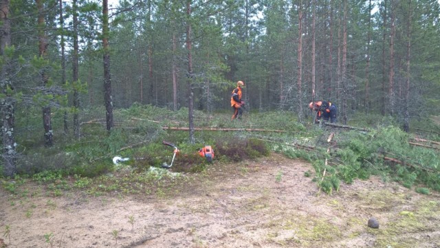 Kuva: ratasuunnittelun valmistuttua väylien puustoa kaadetaan WP_20150624_14_24_20_Pro