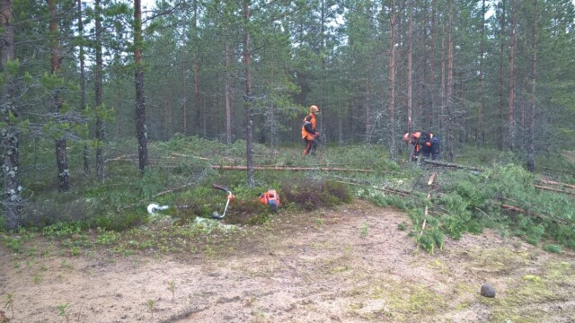 Kuva: ratasuunnittelun valmistuttua väylien puustoa kaadetaan WP_20150624_14_24_20_Pro