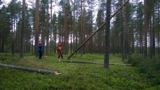 Kuva: Janne ja Joona tukkeja kaatamassa WP_20150708_008