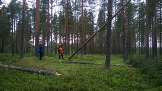 Kuva: Janne ja Joona tukkeja kaatamassa WP_20150708_008