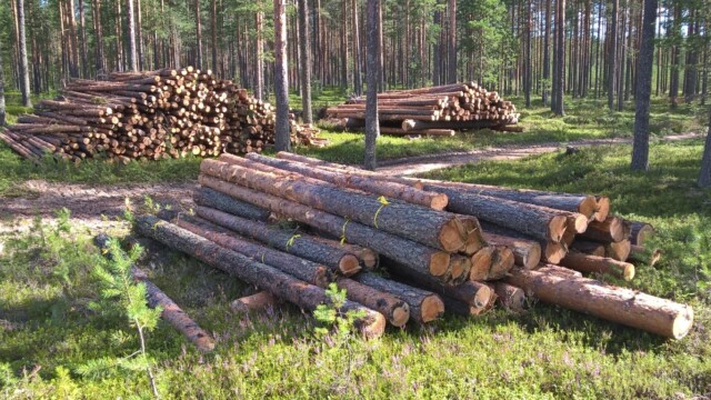 WP_20150811_12_07_13_Pro