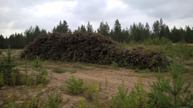 pienpuuston/oksien keräyksen ja kasauksen tuloksia; myöhäisemmässä vaiheessa oksat/pienpuut on haketettu ja hake levitetty väylille WP_20150812_12_17_08_Pro (FILEminimizer)